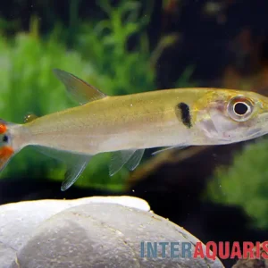 Zertifiziert Rotschwanz-Barrakudasalmler, Acestrorhynchus falcatus, 14-16 cm